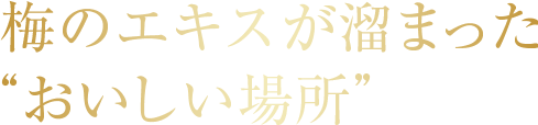 梅のエキスが溜まった”おいしい場所