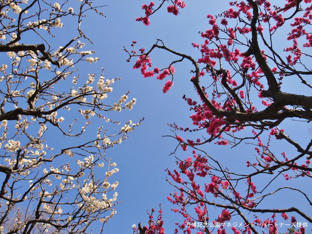 万博公園　梅の花