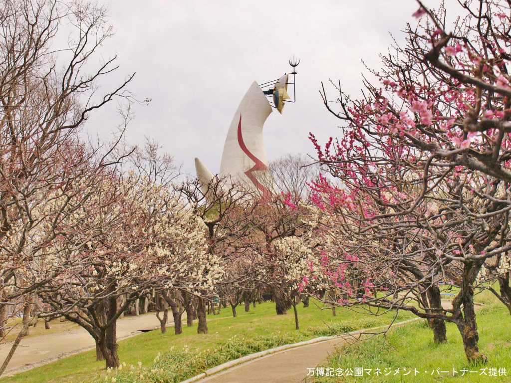 万博公園　梅の花　太陽の塔