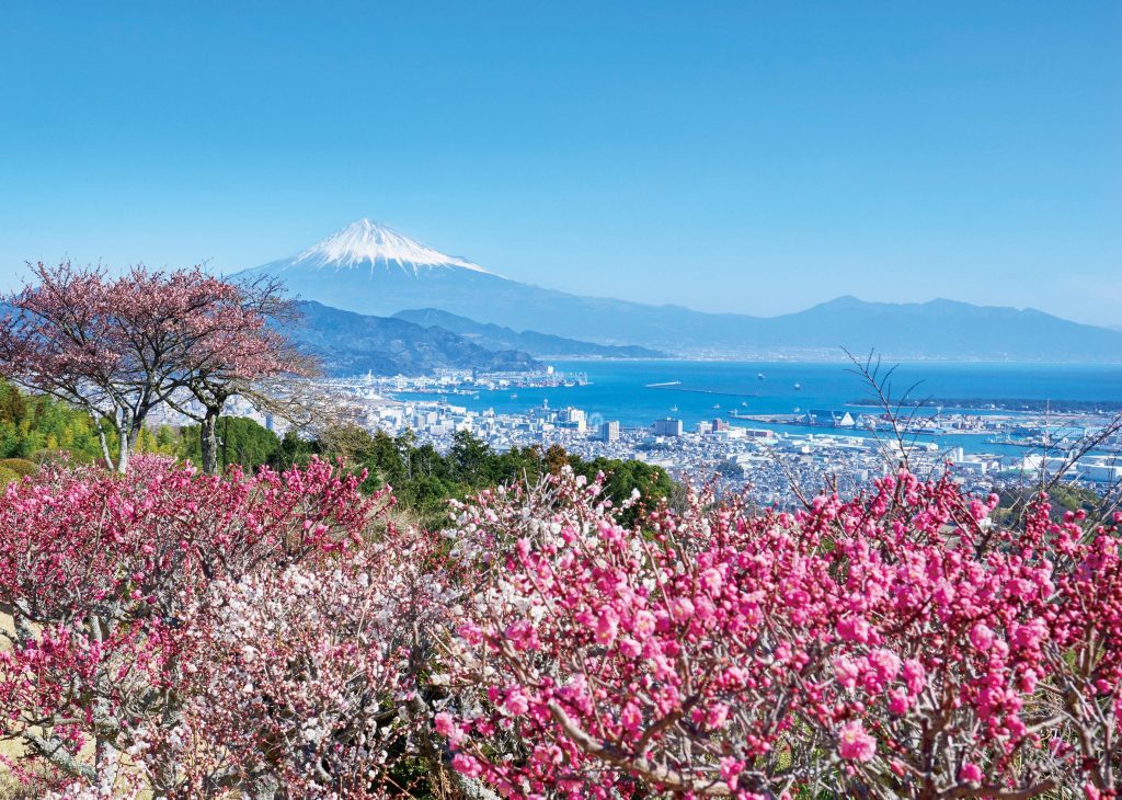 梅と富士山