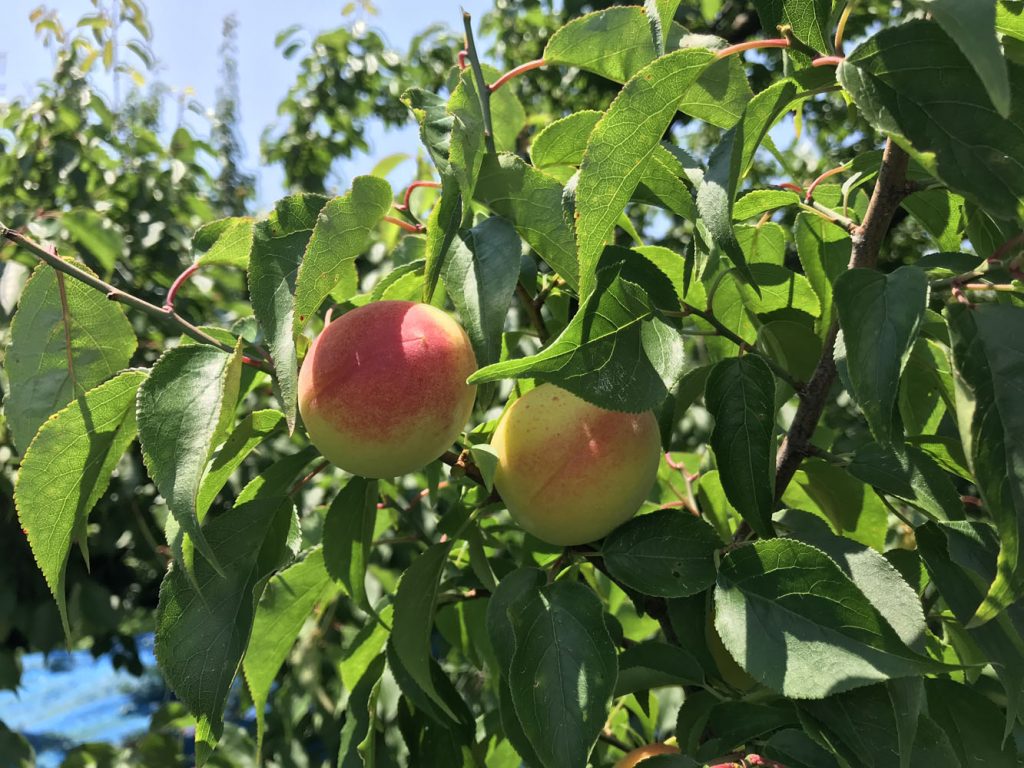 樹になっている梅の実